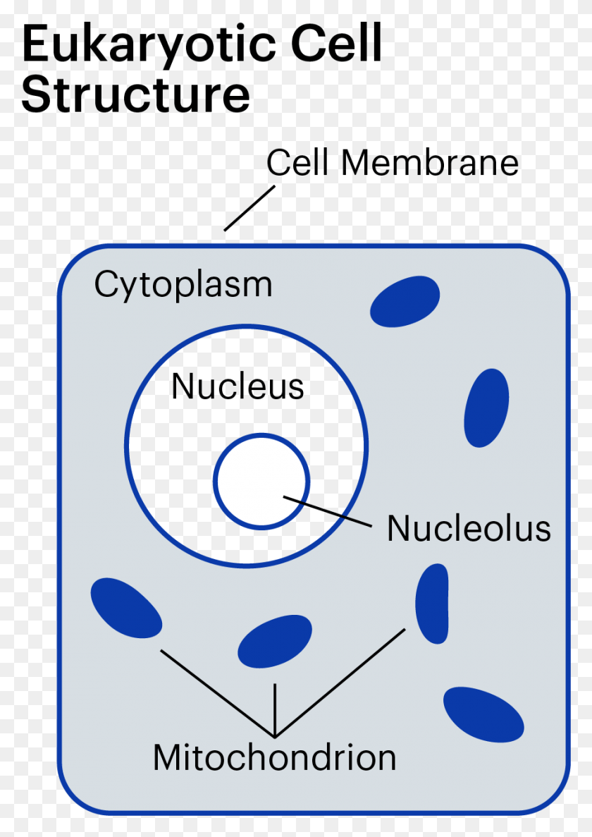 897x1297 Cellhealth Cellstructure Circle, Label, Text, Word HD PNG Download