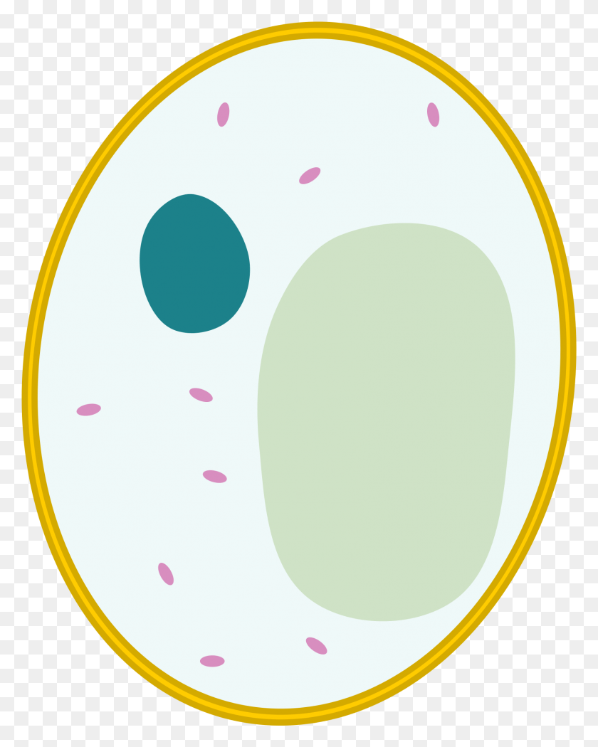 1675x2128 Cells Clipart Yeast Simple Animal Cell Unlabeled, Egg, Food, Oval HD PNG Download