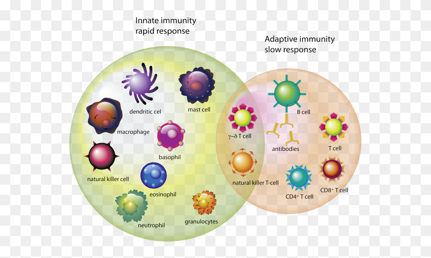 575x443 Cells Hoe Werkt Het Immuunsysteem, Sphere, Diagram, Astronomy HD PNG Download