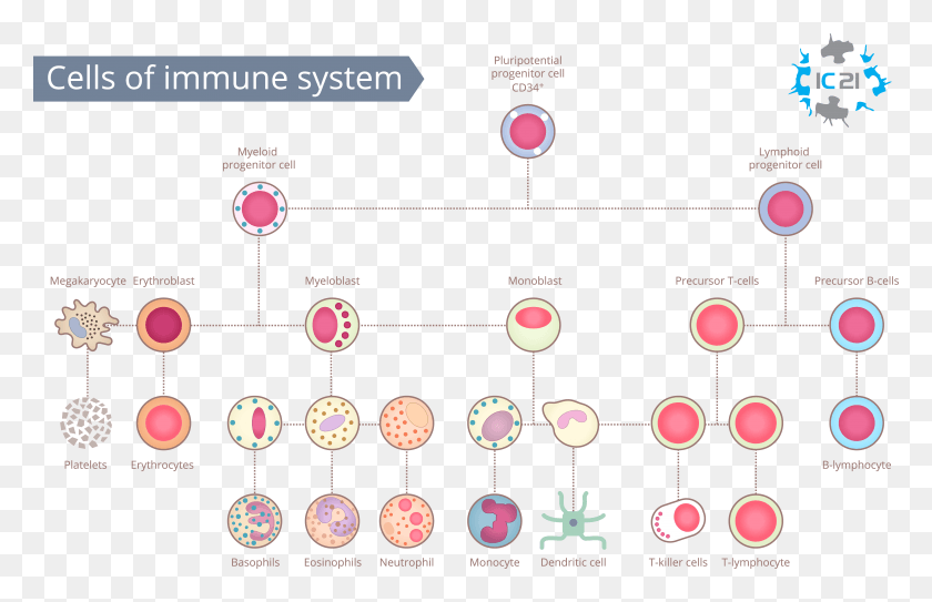 6972x4324 Cells Of The Immune System Immune Cell Banking Immune Human Immune System Cells, Outdoors, Nature, Astronomy HD PNG Download