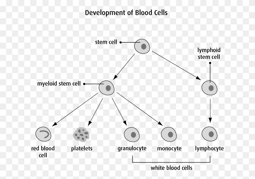 Cellules Myloides Et Lymphoides, Face, Text, Alphabet HD PNG Download