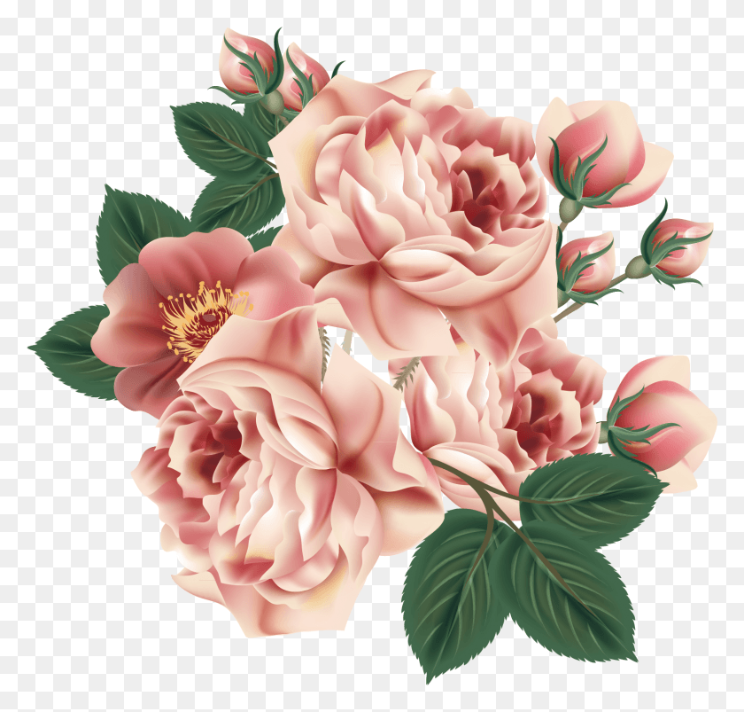 1617x1541 Centifolia Roses Flower Floral Design Garden Elements Overlay Stickers, Plant, Blossom, Carnation HD PNG Download