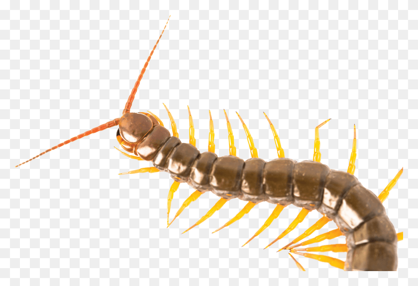 1811x1200 Centipede Centipede, Animal, Insect, Invertebrate HD PNG Download