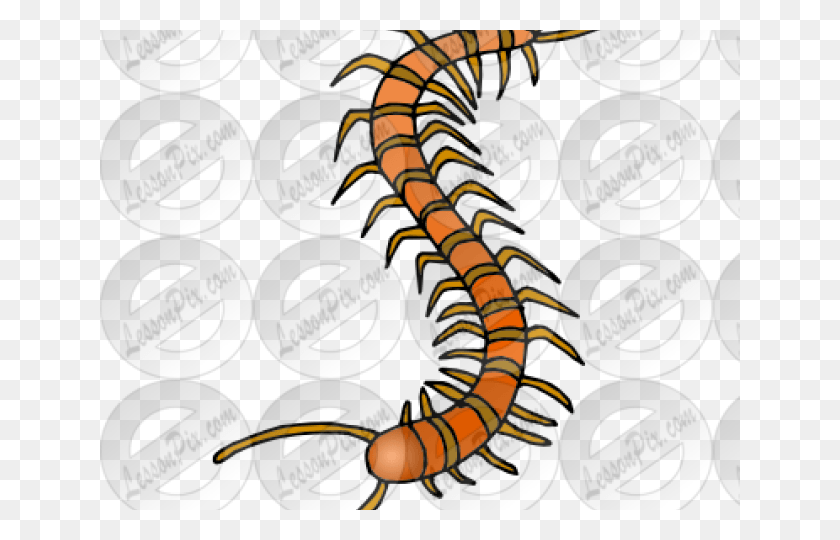 640x480 Centipede Clipart Millipedes, Animal, Flyer, Poster HD PNG Download