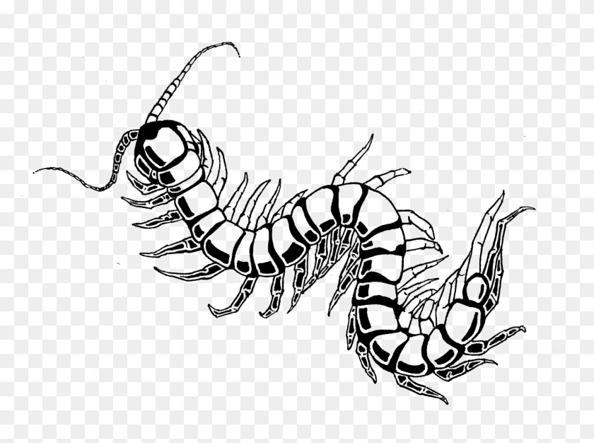 1276x926 Centipede Drawing Best Centipede Drawing, Gray, World Of Warcraft HD PNG Download