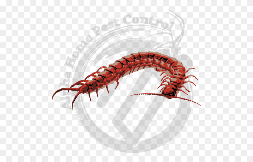 497x481 Centipedes Image Gallery Cienpies Fondo Blanco, Animal, Seafood, Food HD PNG Download