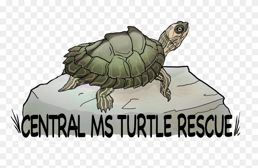 3269x2047 Central Ms Turtle Rescue Galpagos Tortoise, Reptile, Sea Life, Animal HD PNG Download