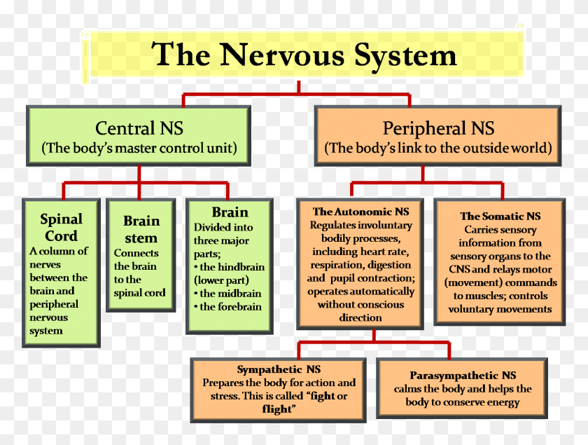 1444x1066 Central Nervous System Amp Peripheral Nervous System Central And Peripheral Nervous System Chart, Text, Label, Poster HD PNG Download