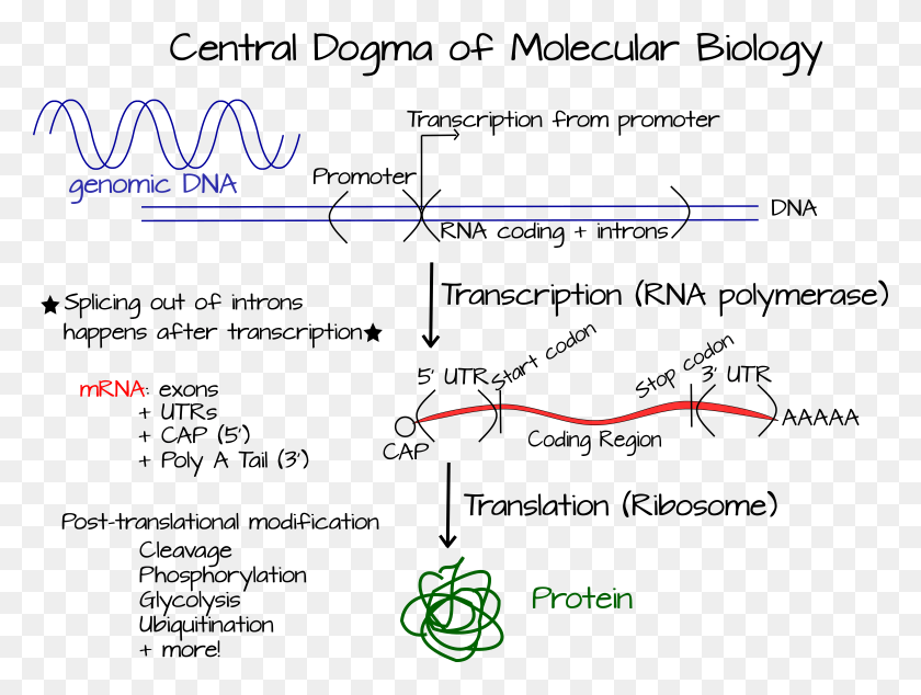 9885x7276 Centraldogma, Text, Plot, Outdoors HD PNG Download