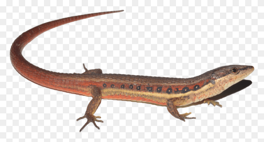 1024x514 Cercosaura Sp 1024x5 Scincella, Salamander, Amphibian, Wildlife HD PNG Download