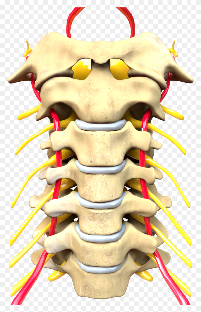 1284x2049 Cervical Spine Computer Generated Image Sistema Nervioso Periferico Y Central, Toy, Sweets, Food HD PNG Download