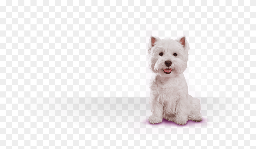1036x571 Цезарь Для Маленьких Собакживотные Для Продажи В Petcodog Cesar Canine Cuisine Dog, Домашнее Животное, Животное, Млекопитающее Hd Png Скачать
