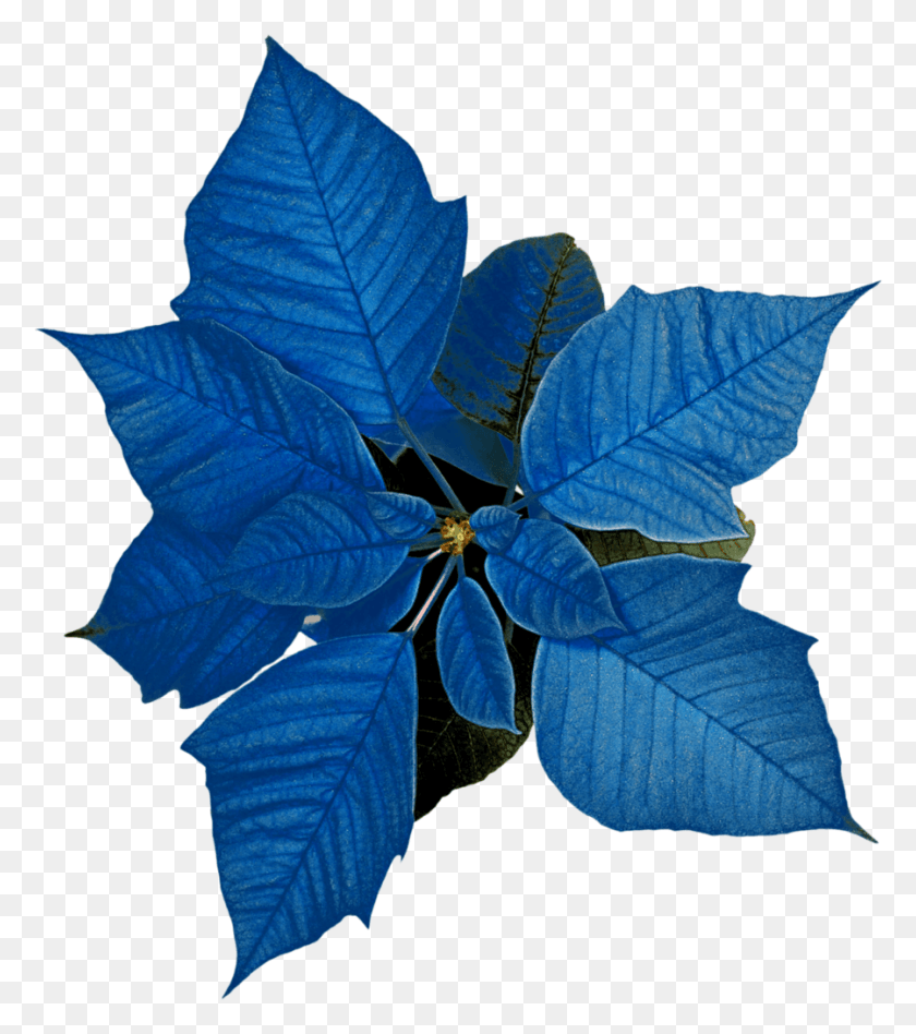 899x1024 Ch B Christmas Flower, Leaf, Plant, Veins HD PNG Download