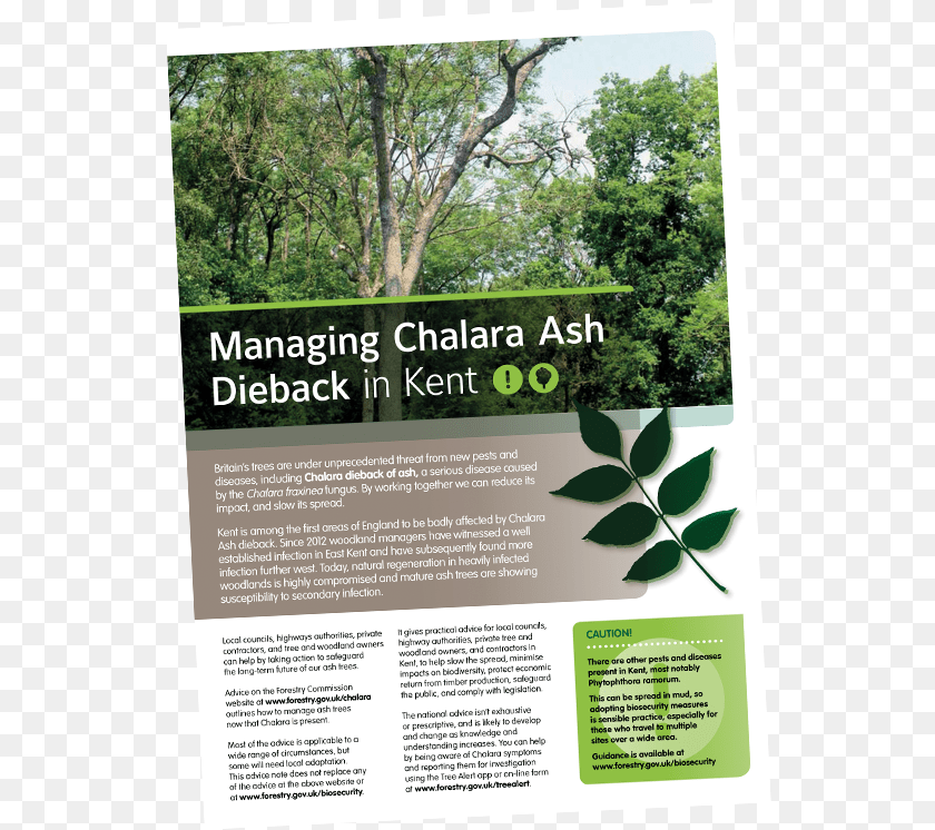 Chalara Ash Dieback Tree, Advertisement, Herbal, Herbs, Plant PNG