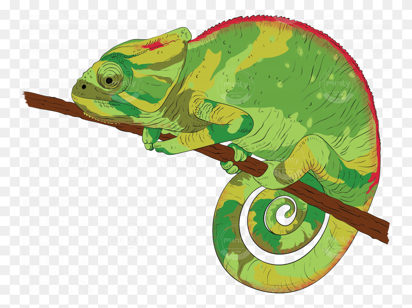750x567 Chameleon Chameleon Illustration, Animal, Reptile, Amphibian HD PNG Download