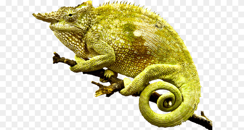 622x449 Chameleon Photo, Animal, Lizard, Reptile, Iguana Sticker PNG