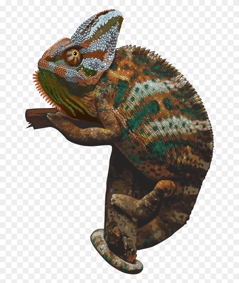 666x933 Chameleon Picture Hameleon, Iguana, Lizard, Reptile HD PNG Download