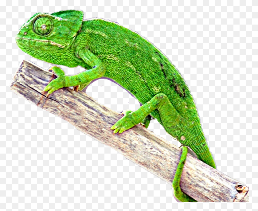 1024x824 Chameleon Sticker Common Chameleon, Lizard, Reptile, Animal HD PNG Download
