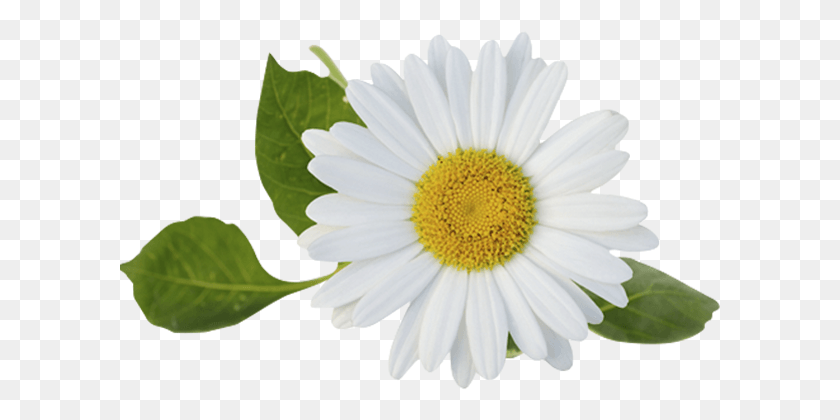 601x360 Chamomile, Plant, Daisy, Flower HD PNG Download