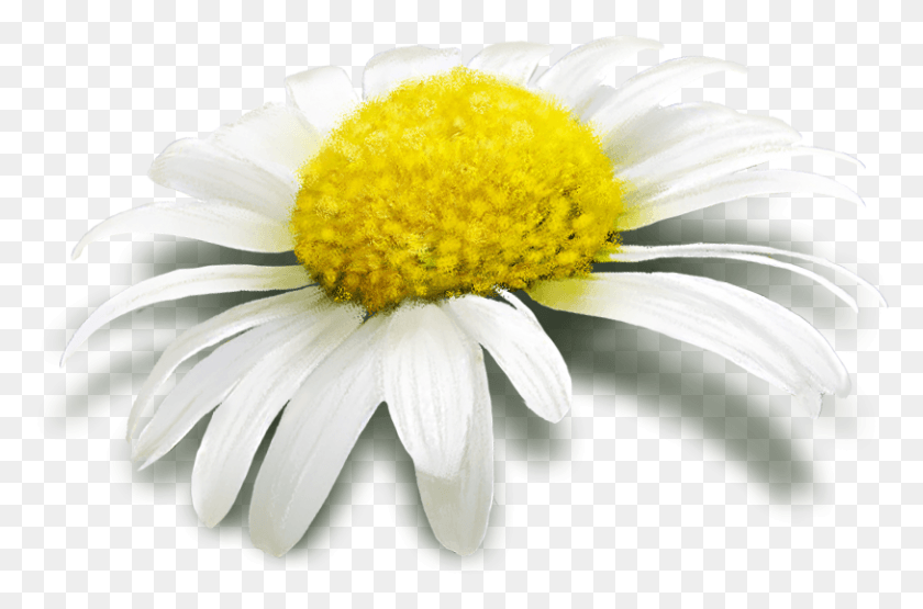 813x516 Chamomile, Plant, Daisy, Flower HD PNG Download