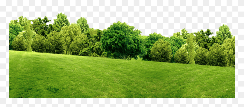 1201x479 Champ Champs, Grass, Plant, Lawn HD PNG Download