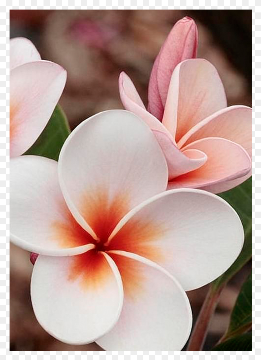 1171x1647 Чампа - Национальный Цветок Никарагуа И Лаоса Самый Красивый Цветок, Лепесток, Растение, Цветение Hd Png Скачать