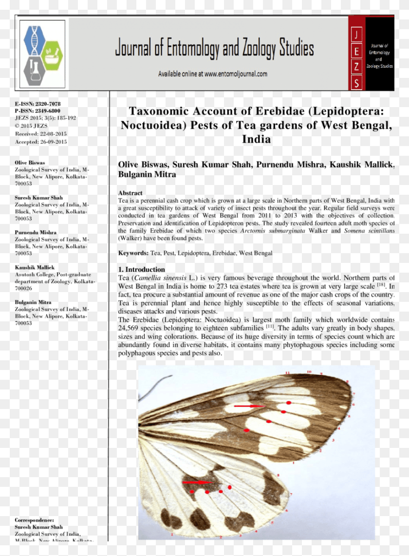 850x1180 Characteristic Wings Of An Erebid Moth Melanargia, Insect, Invertebrate, Animal HD PNG Download