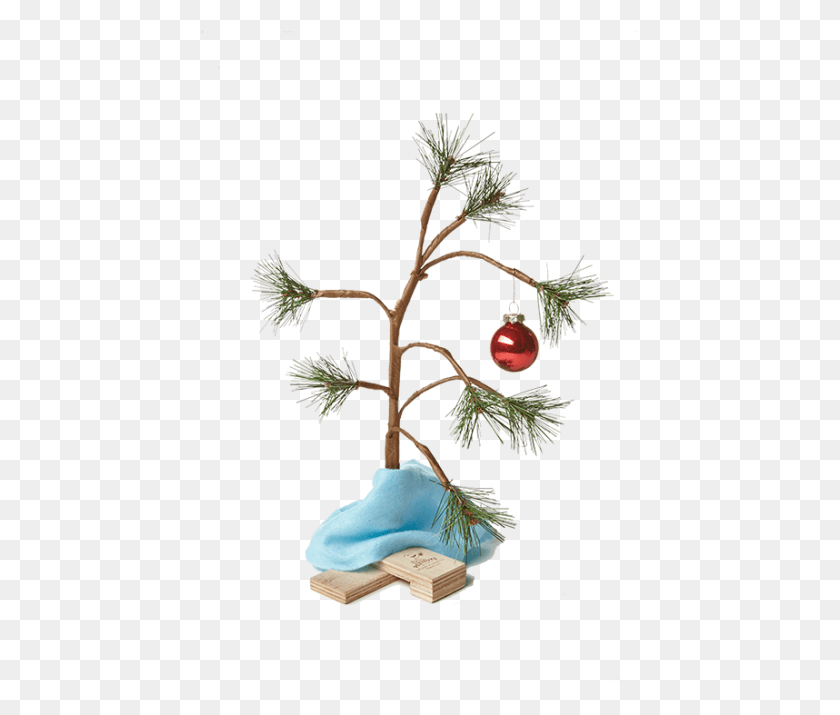 437x655 Charlie Brown Liked This Tree Before It Was Cool Transparent Charlie Brown Christmas Tree, Plant, Fruit, Food HD PNG Download
