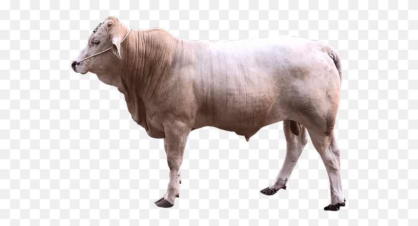 555x394 Charolais Lembu, Bull, Mammal, Animal HD PNG Download