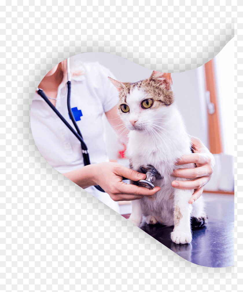 1076x1306 Descargar Png Chat Veto 1 Gato Veterinario Estetoscopio, Médico, Veterinario, Mascota Hd Png