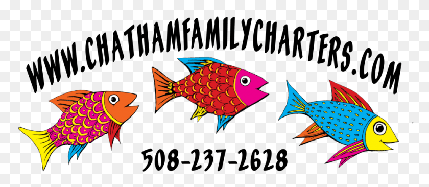 927x364 Chatham Family Charters Coral Reef Fish, Animal, Sea Life, Angelfish Descargar Hd Png