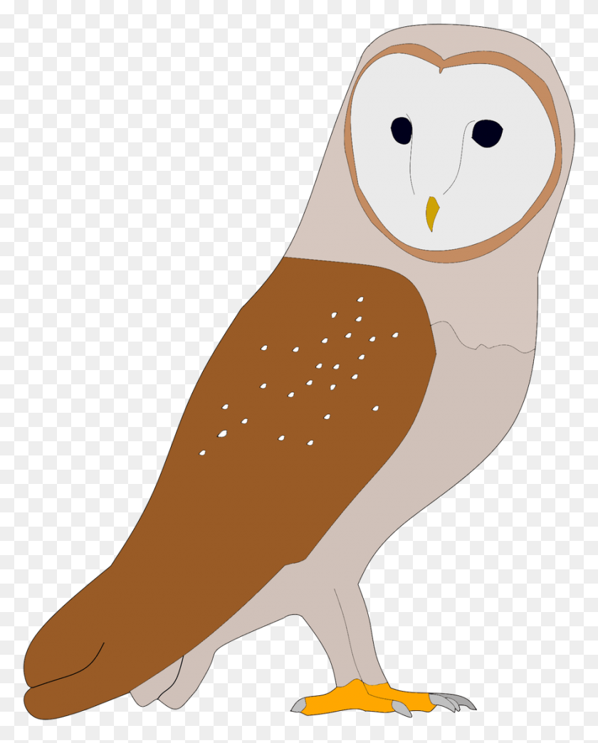 884x1116 Cheb On Twitter Owl, Bird, Animal HD PNG Download