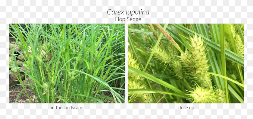 5312x2278 Check Out Just A Few Of Our Favorites Below Both In Sweet Grass HD PNG Download