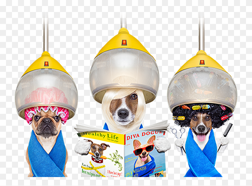 745x561 Check Out Our Range Of Dog Grooming Treatments Cat And Dog Spa, Helmet, Clothing, Apparel HD PNG Download
