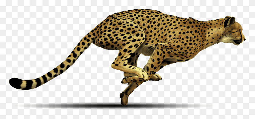 1034x442 Cheetah, Wildlife, Mammal, Animal HD PNG Download