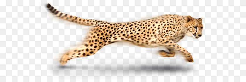 573x280 Cheetah, Animal, Mammal, Wildlife Sticker PNG