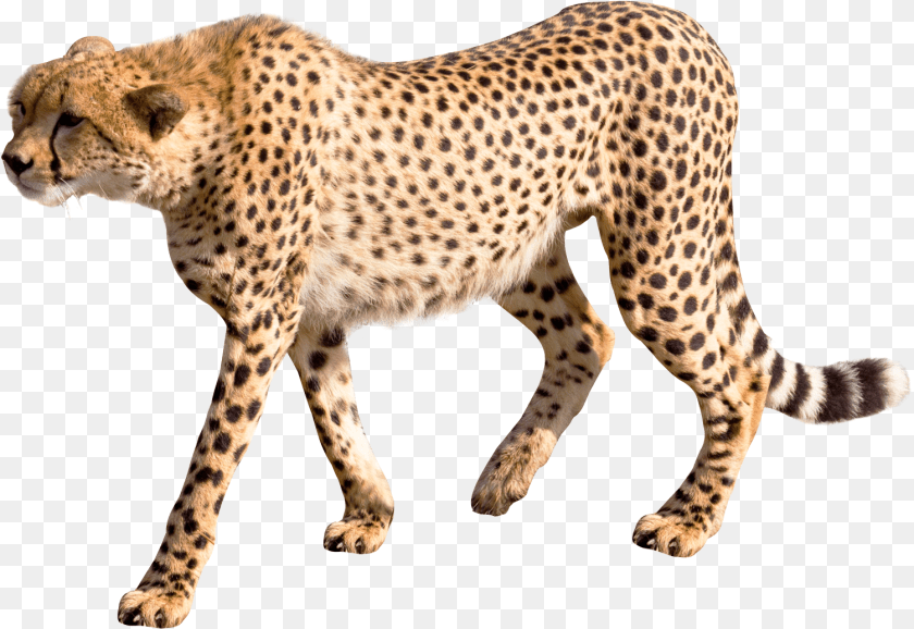 Cheetah Image, Animal, Mammal, Wildlife Transparent PNG