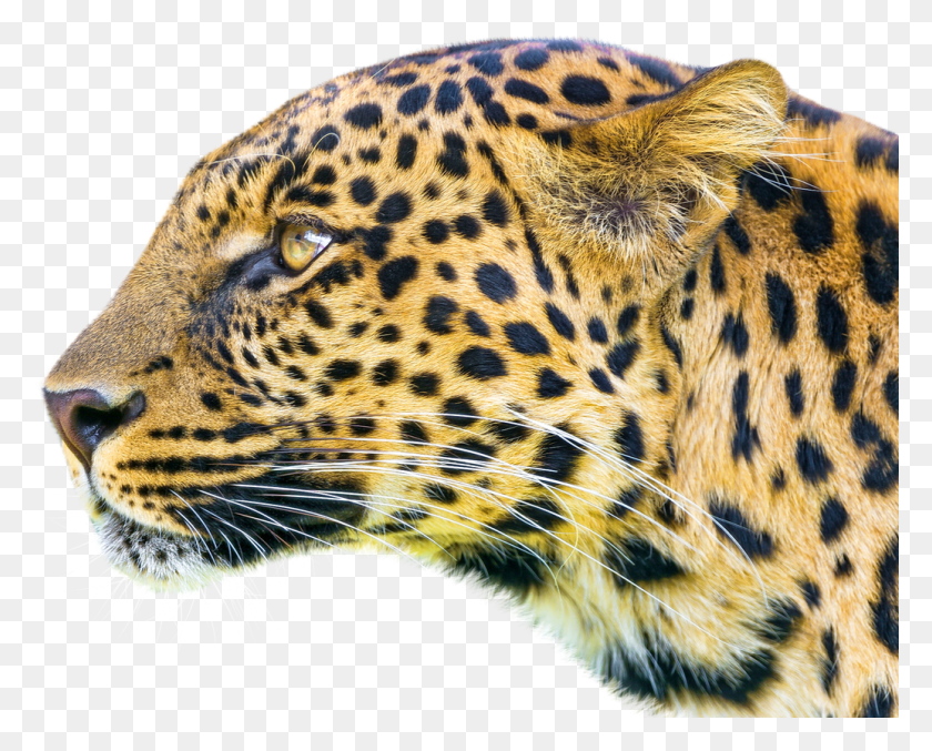 1035x819 Гепард Ягуар Лев Гепард Животное Леон Львы Леопард, Пантера, Дикая Природа, Млекопитающее Hd Png Скачать