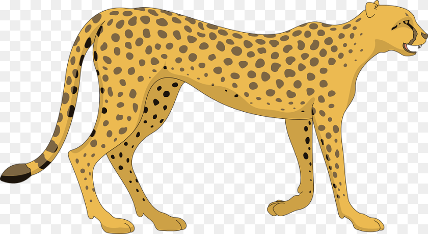 960x524 Cheetah Photos Cheetah, Animal, Mammal, Wildlife, Panther Clipart PNG