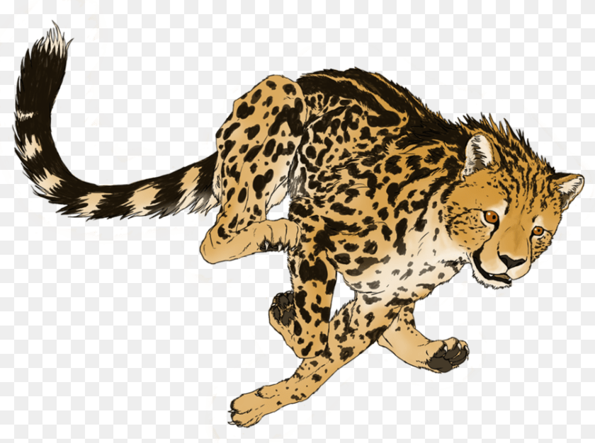 900x671 Cheetah Transparent Picture King Cheetah Artwork, Animal, Mammal, Wildlife, Person Clipart PNG