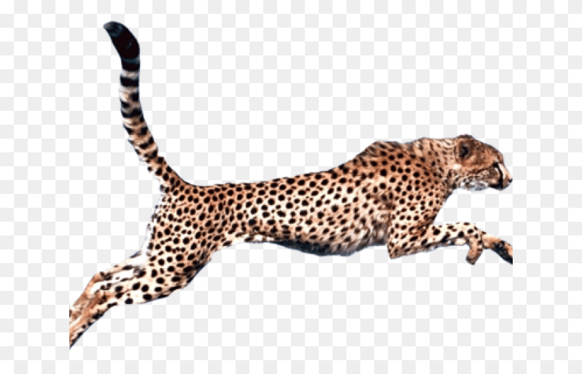 640x480 Cheetah With No Background, Wildlife, Mammal, Animal HD PNG Download