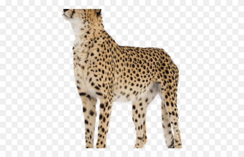 427x481 Cheetah With White Background, Wildlife, Mammal, Animal HD PNG Download