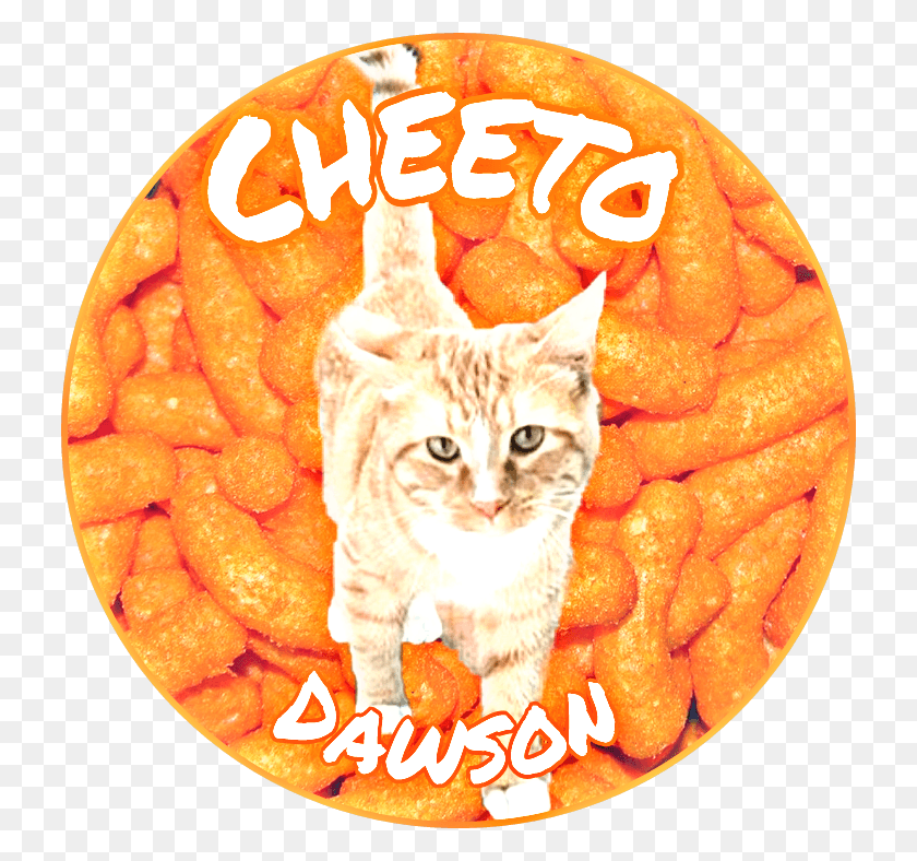 728x728 Cheeto Sticker Domestic Short Haired Cat, Plant, Pet, Mammal HD PNG Download