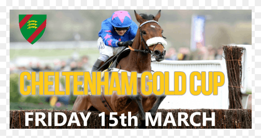 792x393 Cheltenham Gold Cup Mare, Person, Human, Horse HD PNG Download