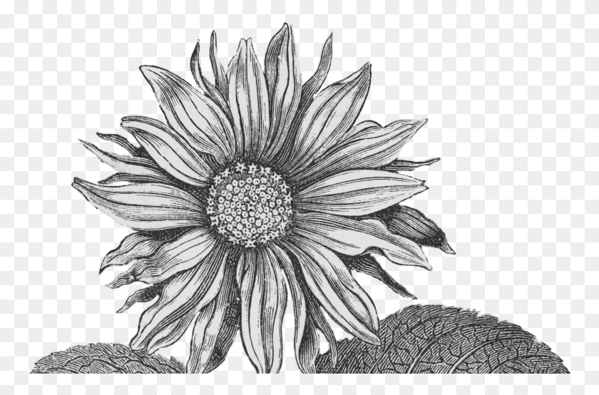 763x494 Черно Белый Рисунок Подсолнуха 1024 Na, Растение, Цветок, Цветение Hd Png Скачать