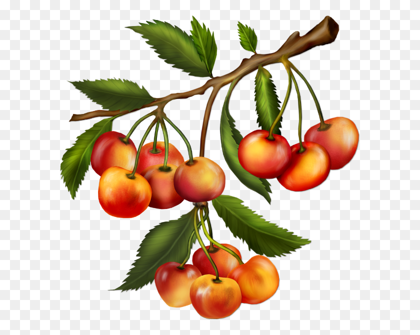 600x610 Cherry, Plant, Fruit, Food HD PNG Download
