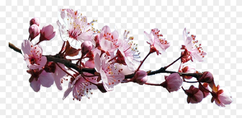 1202x540 Cherry Blossom, Plant, Flower, Blossom HD PNG Download