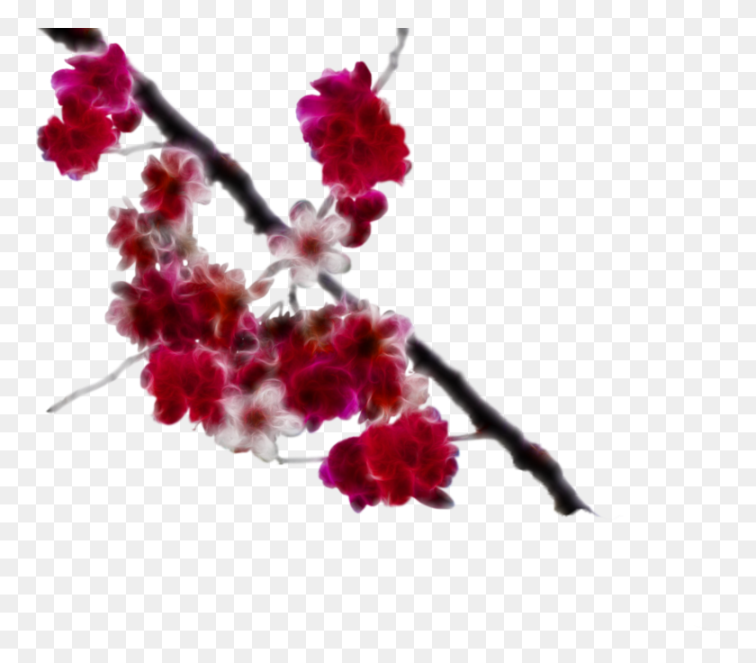 766x676 Cherry Blossom, Plant, Flower, Blossom HD PNG Download
