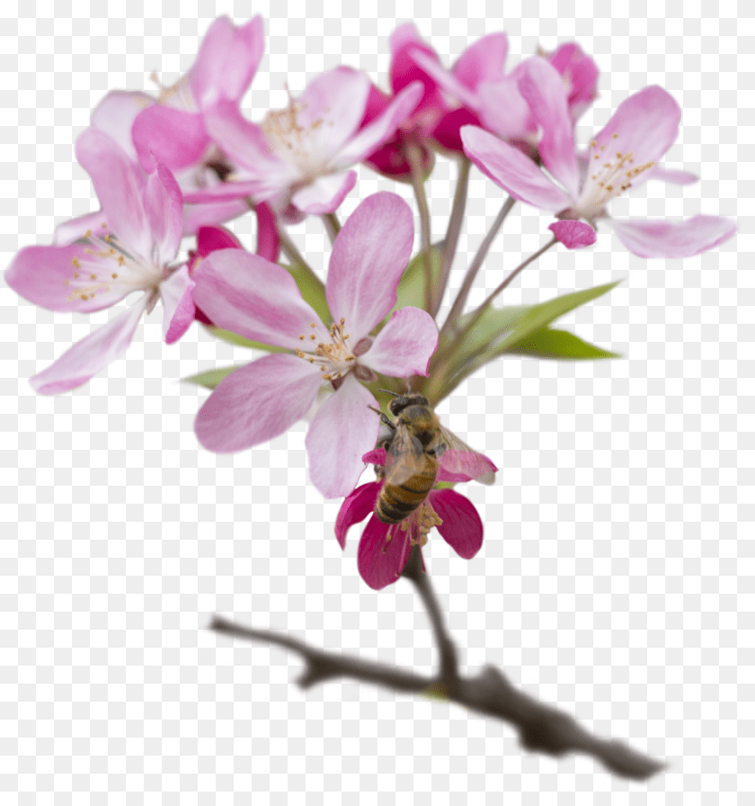 3192x3406 Cherry Blossom PNG