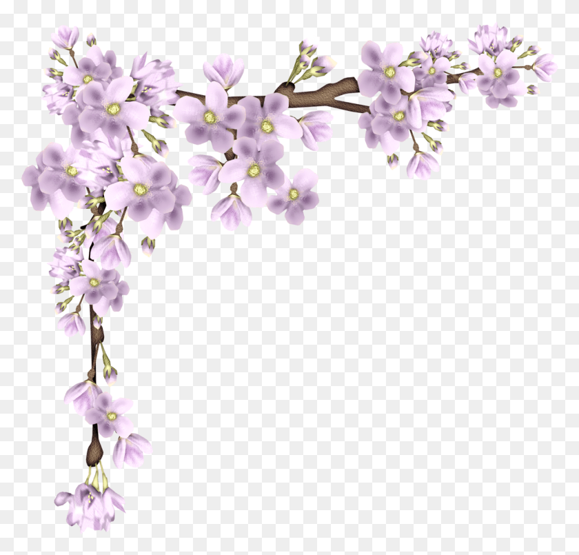 1167x1116 Cherry Blossom Border, Plant, Flower, Blossom HD PNG Download